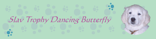 Баннер для Slav Trophy Dancing Butterfly