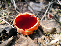 Круглый красный грибочек